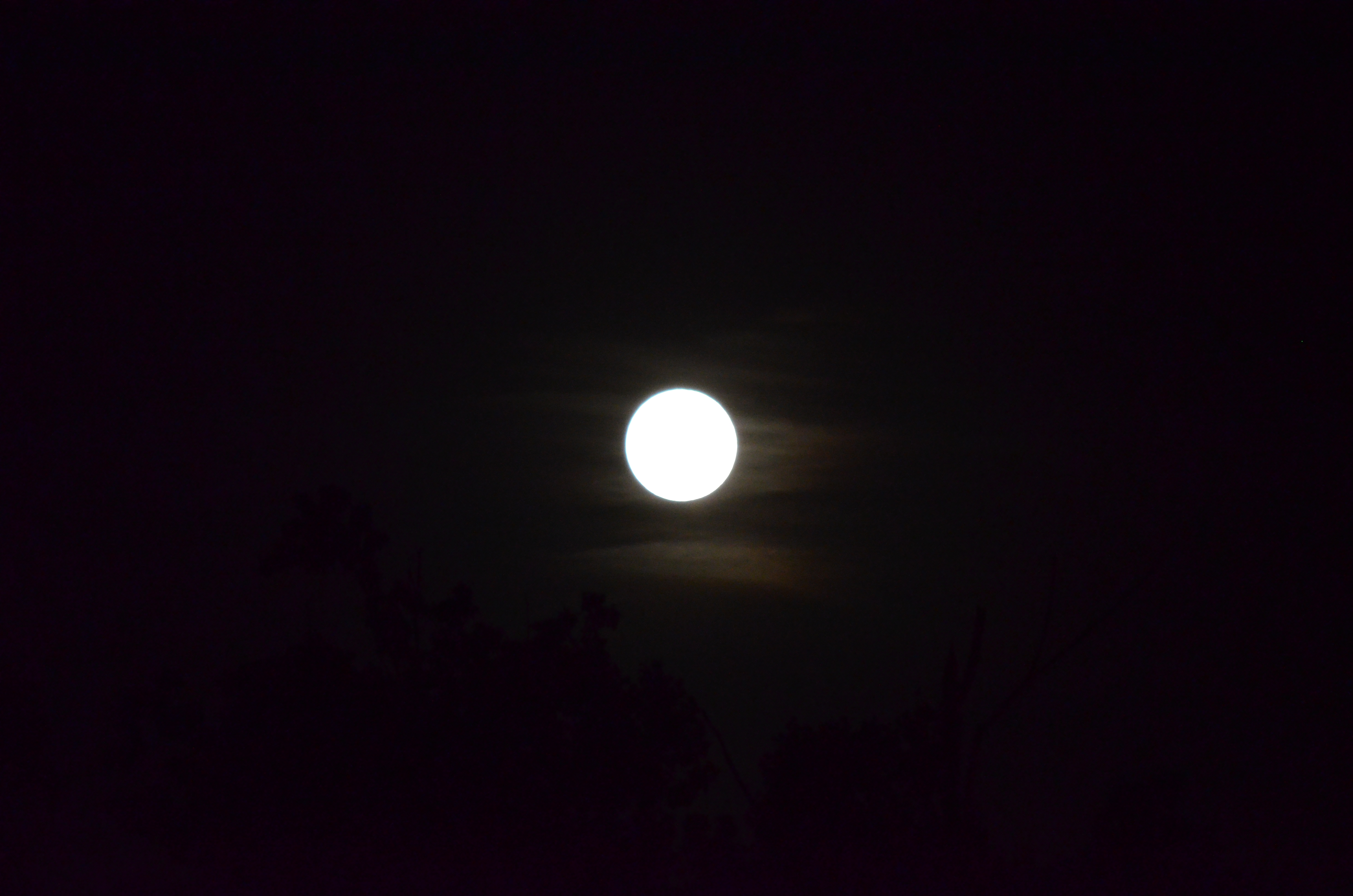 ./2016/18 - Grape Stump/DSC_0668.JPG